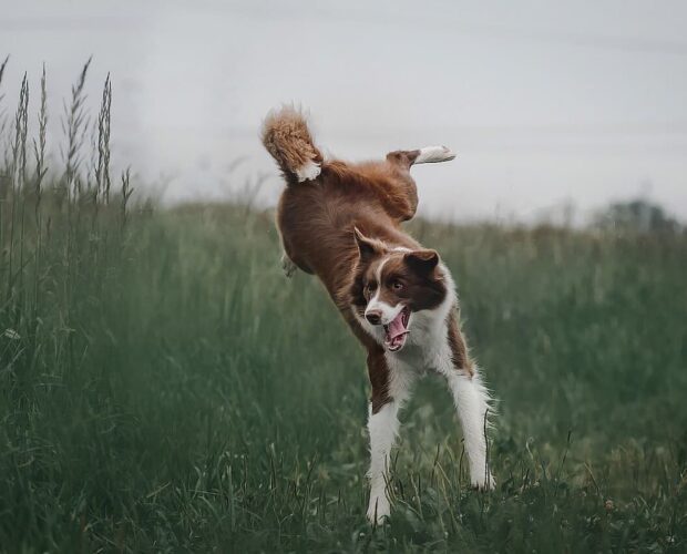 Dog jumping