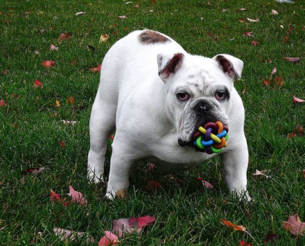 Dog with toy