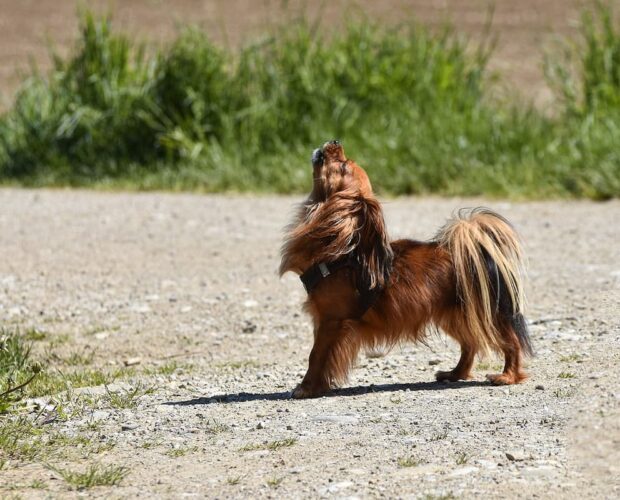 Howling dog