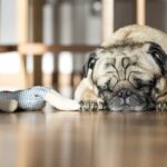 Dog sleeping with plush