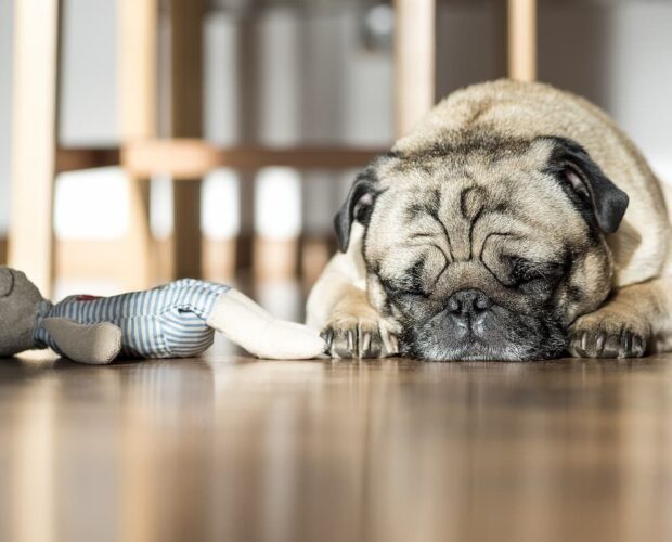 Dog sleeping with plush