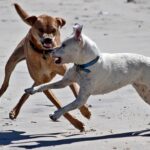 Dogs fighting