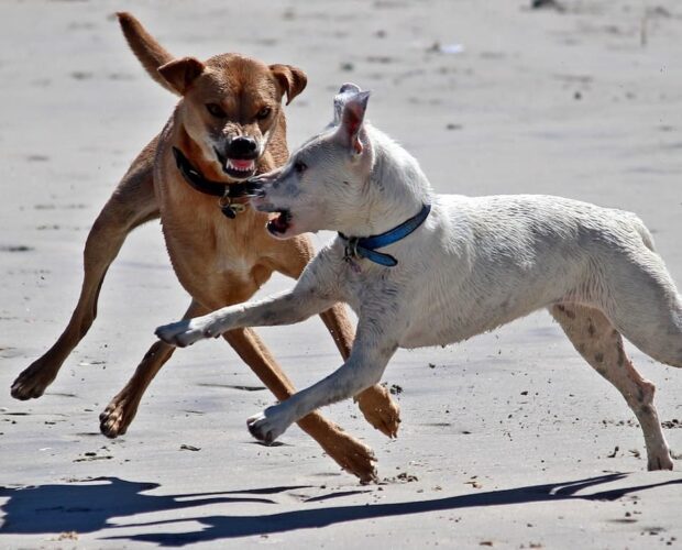 Dogs fighting