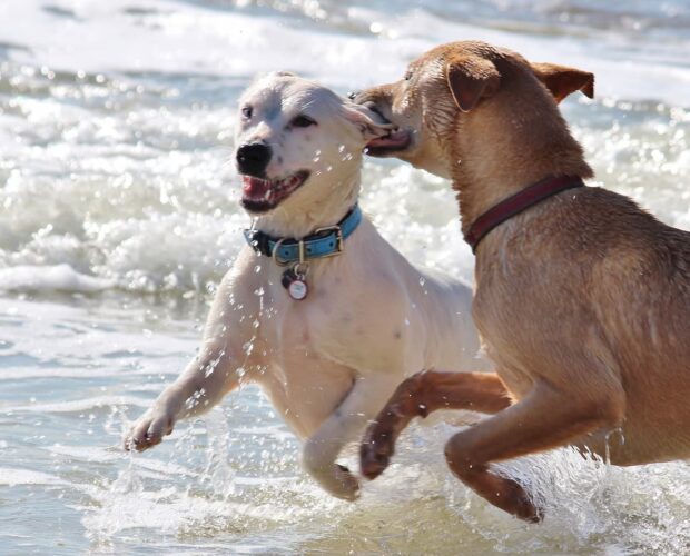 Dog biting ear