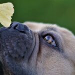 Bulldog smelling gingko