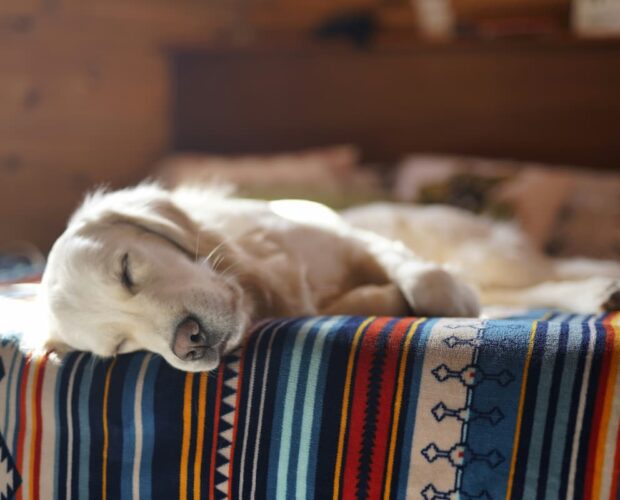 Dog sleeping on bed