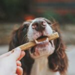 Dog with treat