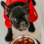 Dog and bowl