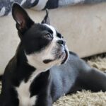 Dog on carpet