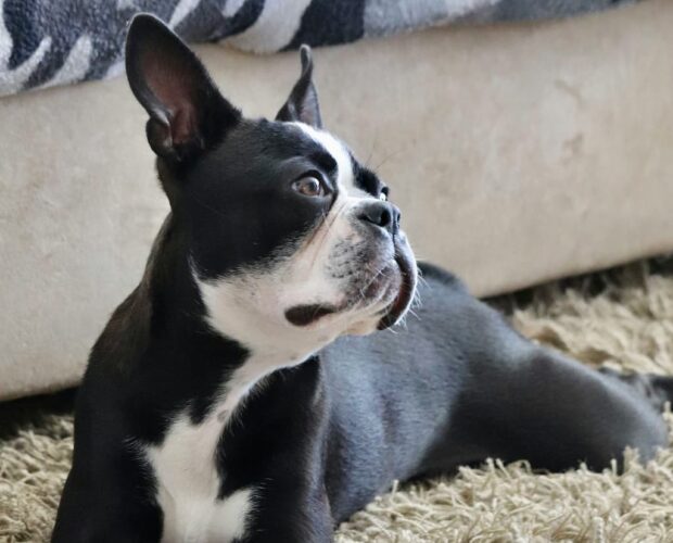 Dog on carpet