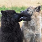 Dogs kissing