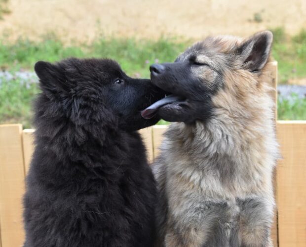 Dogs kissing