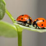 Ladybugs