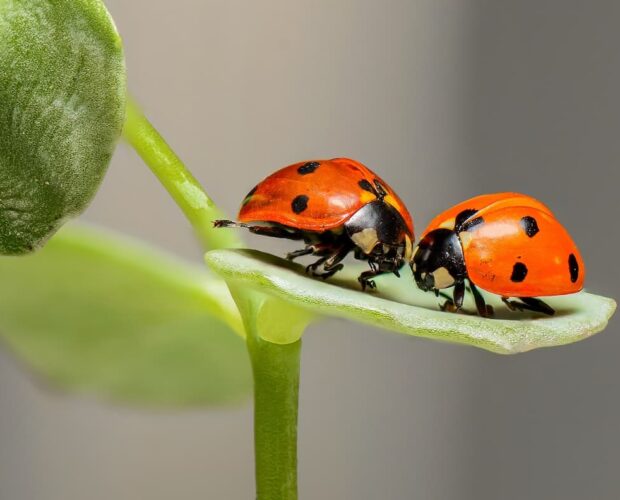 Ladybugs