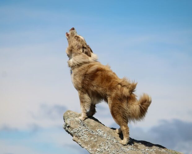 Howling dog