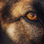 Dog eye