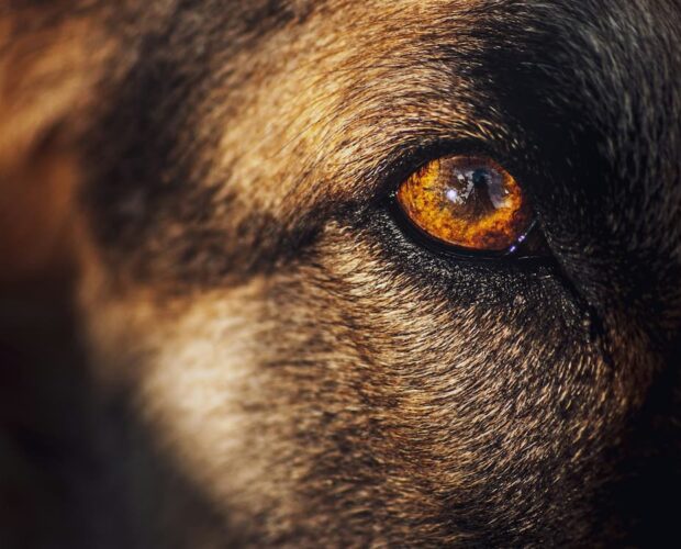 Dog eye