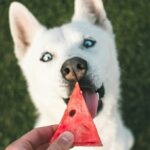 Dog eating watermelon