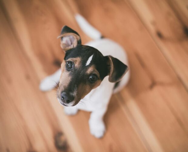 Dog looking up