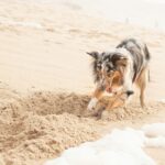 Dog digging in sand