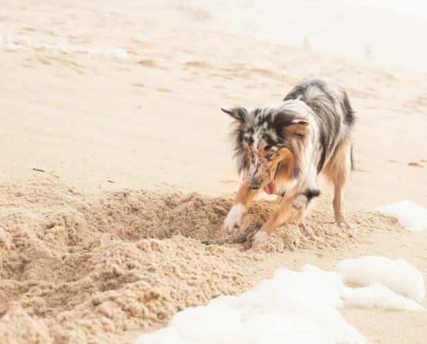 Dog digging in sand