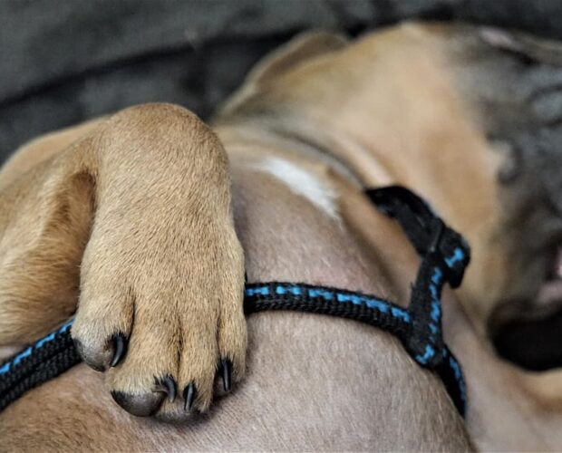 Dog sleeping on back