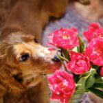 Dog smelling flowers