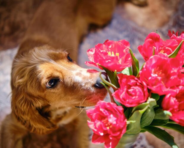 Dog smelling flowers