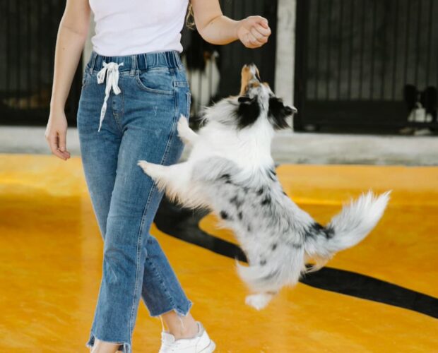 Dog jumping on owner