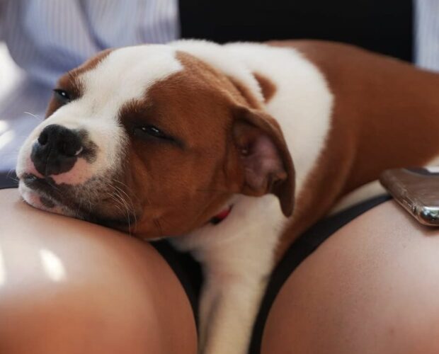 Dog sleeping, Dogs Sleep Inbetween Your Legs