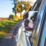 Dog in car