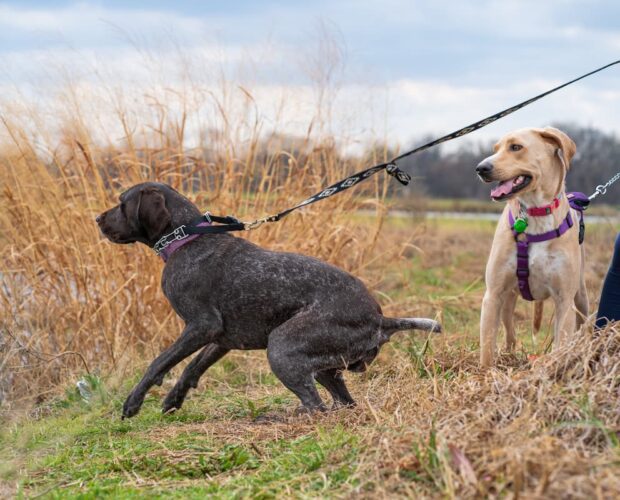 Dog pulling