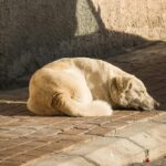 Dog laying down