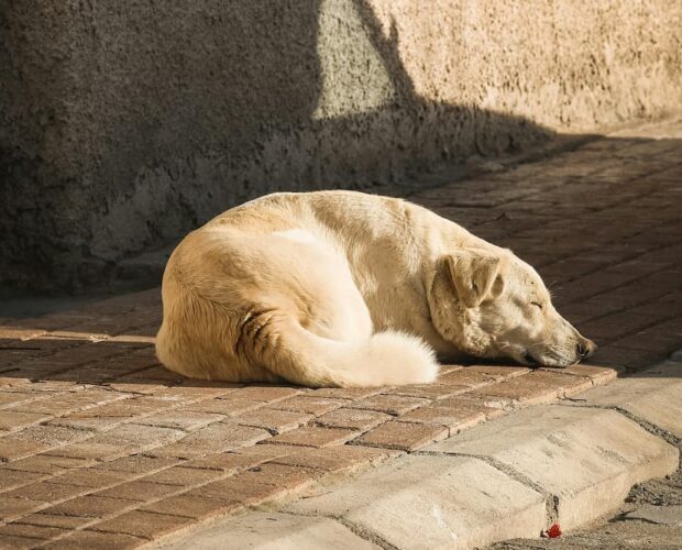 Dog laying down