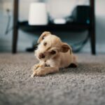 Dog on carpet