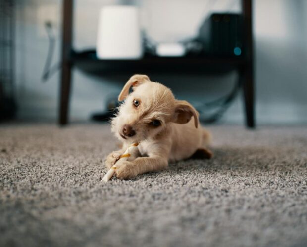 Dog on carpet