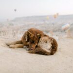 Dog laying sleep