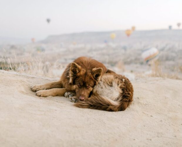 Dog laying sleep