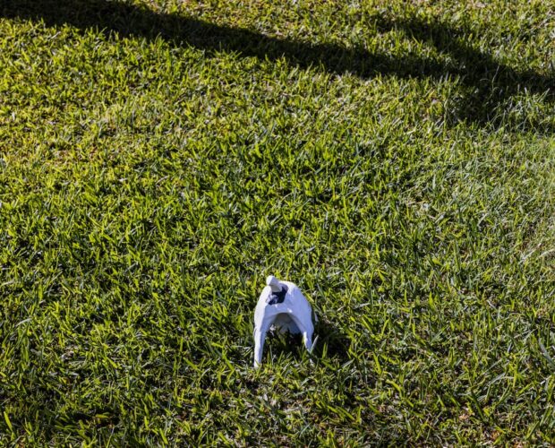 Dog digging into grass