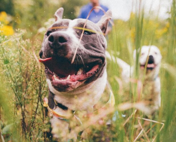 Excited dog