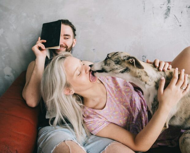 Dog licking owner