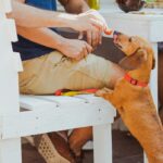 Dog at dinner table