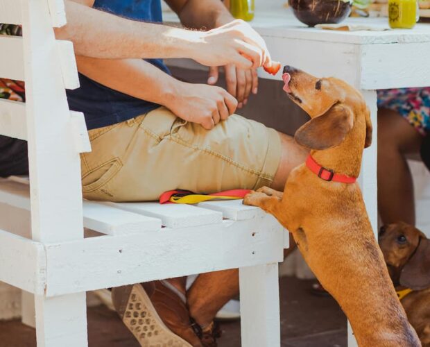 Dog at dinner table