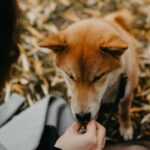 Dog licking owner