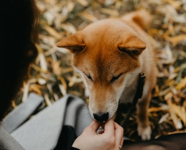 Dog licking owner