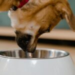 Dog bowl