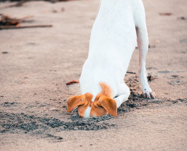 Dog digging