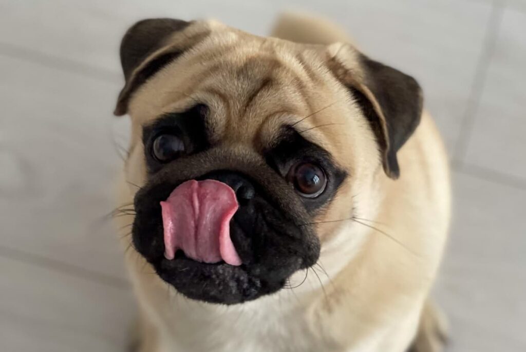 Why Do Dogs Lick Their Lips When You Pet Them Weary Panda Why do dogs lick their lips when you pet them weary panda