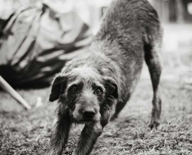 Dog stretching