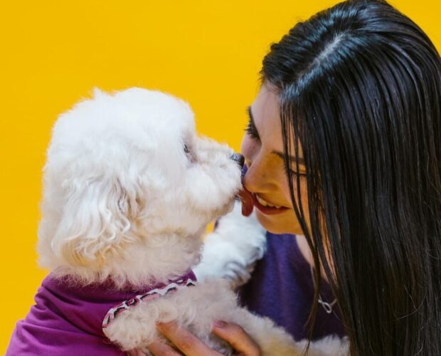 Dog licking owner